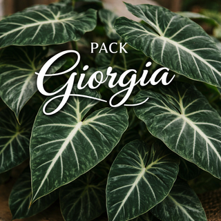 Pack Alocasia Giorgia