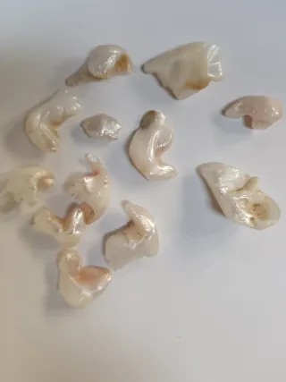 Madreperla naturale pezzi unici