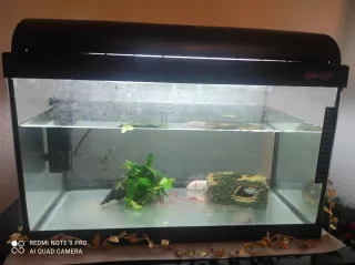 Pecera Negra y Transparente