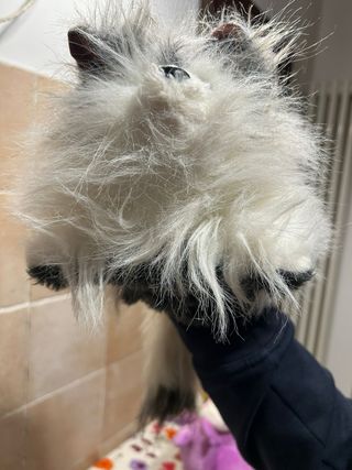 6 Peluche: Yoshi, Leone Cane Fifone, ecc.