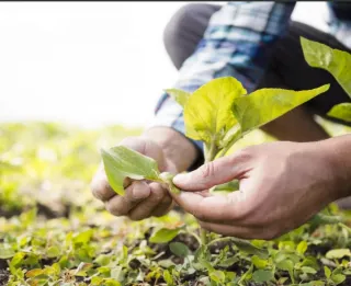Agricultor o cuidador de finca