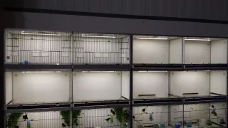 Módulos Jaulas Cría Exóticos Canarios Pájaros