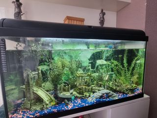 Pecera con decoración y accesorios