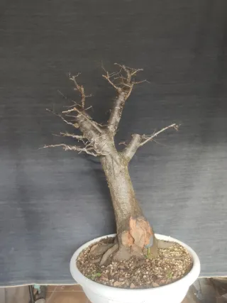 Bonsái Ciruelo Prunus Domestica