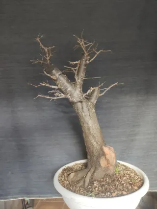 Bonsái Ciruelo Prunus Domestica