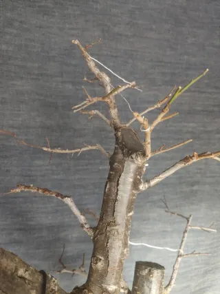 Bonsái Ciruelo Prunus Domestica