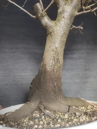 Bonsái Ciruelo Prunus Domestica