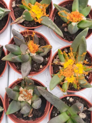 Glottiphyllum en maceta 5cm