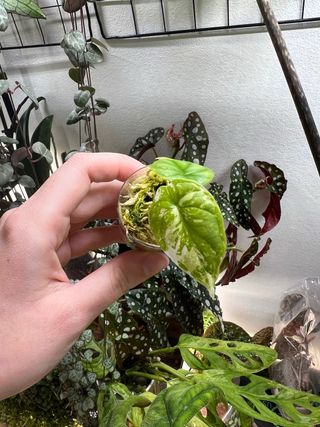 Alocasia Dragon Scale Albo Variegata 1