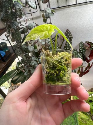 Alocasia Dragon Scale Albo Variegata 1