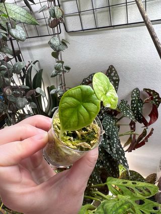 Alocasia Dragon Scale Albo Variegata 1