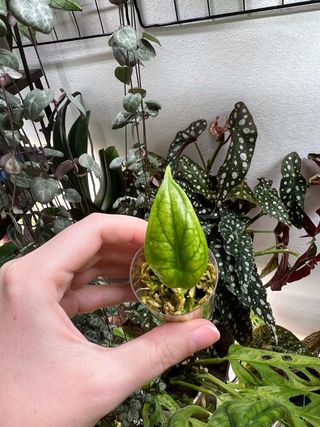 Alocasia Dragon Scale Albo Variegata 2