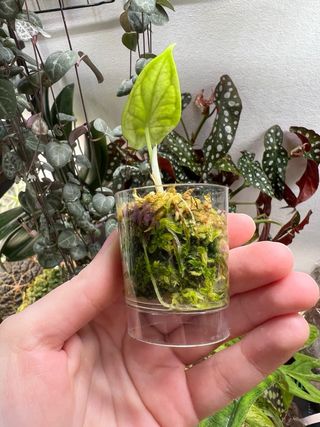 Alocasia Dragon Scale Albo Variegata 2