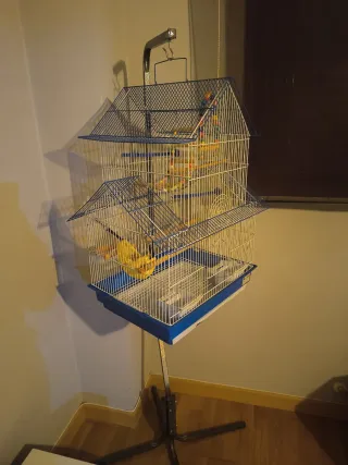 Jaula grande pájaro con pie