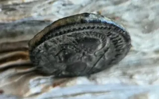 Moneda Romana Follis Constantino Antioquia