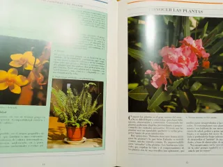 Plantas de compañía Origen, elección, cultivo y...