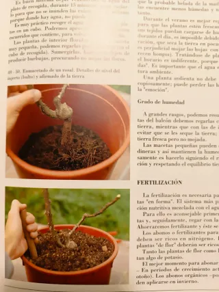 Plantas de compañía Origen, elección, cultivo y...