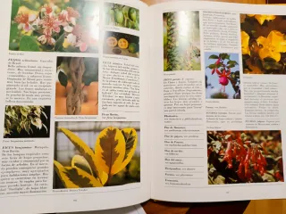 Plantas de compañía Origen, elección, cultivo y...