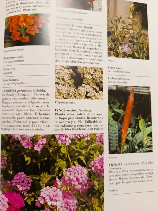 Plantas de compañía Origen, elección, cultivo y...