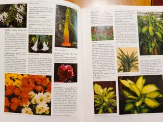 Plantas de compañía Origen, elección, cultivo y...