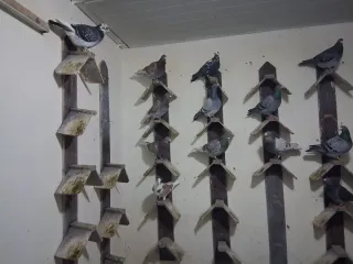 Posaderos para palomas