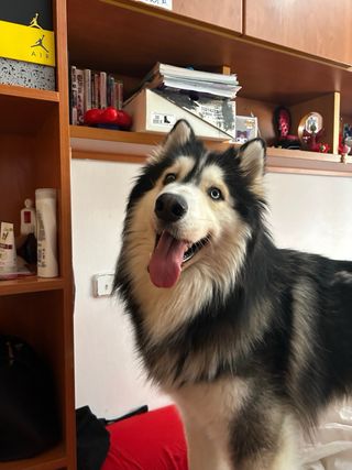 Cuidadora y paseadora de perros