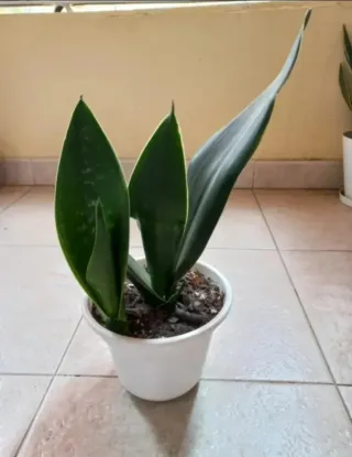 Planta Sansevieria cylindrica