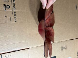 Ciotola in Vetro Stile Murano Rosso Oro