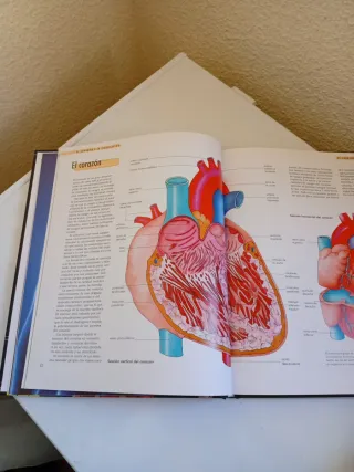 EL CUERPO HUMANO,  ORGANOS . SISTEMAS . FUNCIONES