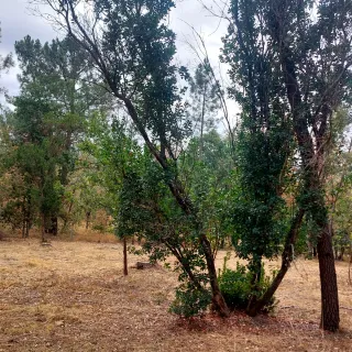 Desbroce tala poda limpieza en general