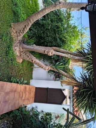 Chalet en venta en Pinar de los Franceses - Marquesado en Chiclana de la Frontera