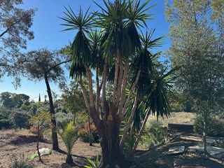 Chalet en venta en El Brillante -El Naranjo - El Tablero en Córdoba