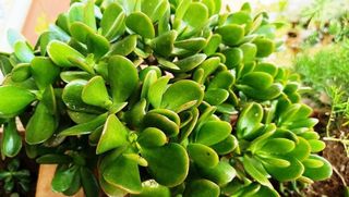 Casa adosada en venta en Riba-roja de Túria