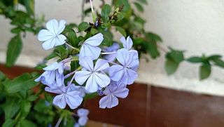 Casa adosada en venta en Riba-roja de Túria