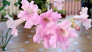 Casa adosada en venta en Riba-roja de Túria