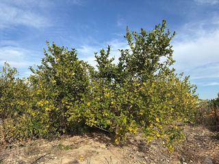 Chalet en venta en Albatera