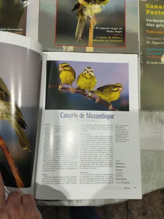 5 Revistas Ornitología Práctica (Lote)