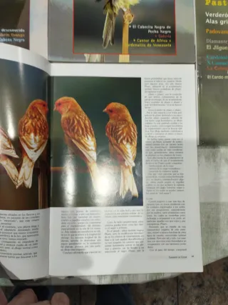5 Revistas Ornitología Práctica (Lote)