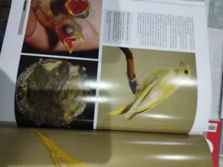5 Revistas Ornitología Práctica (Lote)