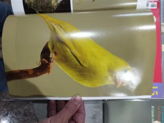 5 Revistas Ornitología Práctica (Lote)