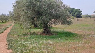 Casa rural en venta en Constantí
