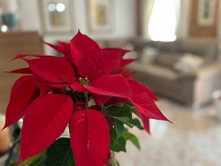 Piso en venta en Rafal Vell en Palma de Mallorca