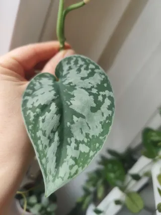 Scindapsus Exótica Planta