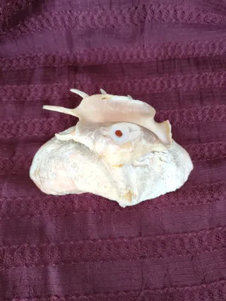 Decoración concha almeja gigante y caracola marina