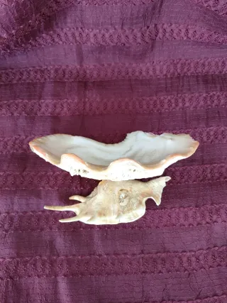 Decoración concha almeja gigante y caracola marina