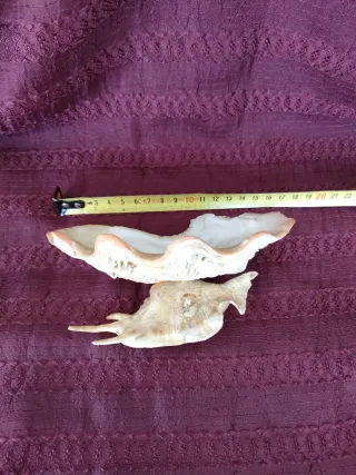 Decoración concha almeja gigante y caracola marina