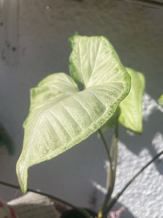 Syngonium maceta 10,5cm