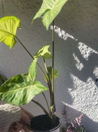 Syngonium maceta 10,5cm