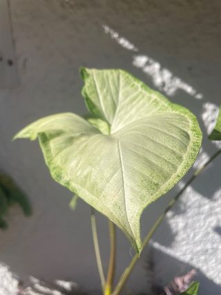 Syngonium maceta 10,5cm