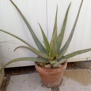 Lote 2 macetas Aloe Vera. Precio lote